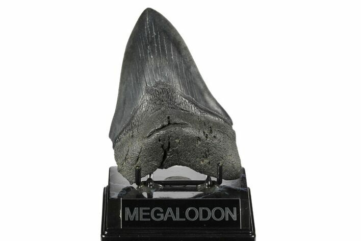 Fossil Megalodon Tooth - South Carolina #175934